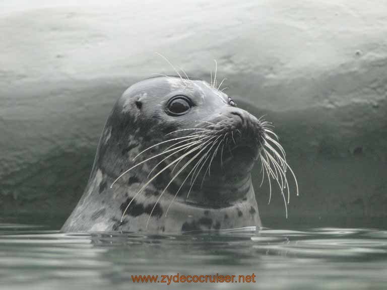 013: Alaska Zoo - Anchorage - Seal