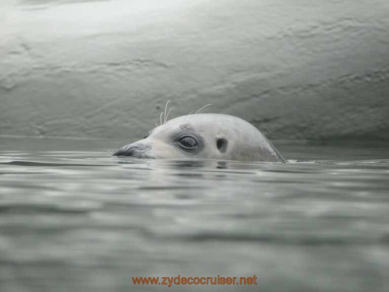 014: Alaska Zoo - Anchorage - Seal