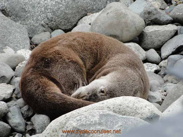 015: Alaska Zoo - Anchorage - Otter