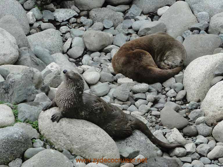 016: Alaska Zoo - Anchorage - Otters