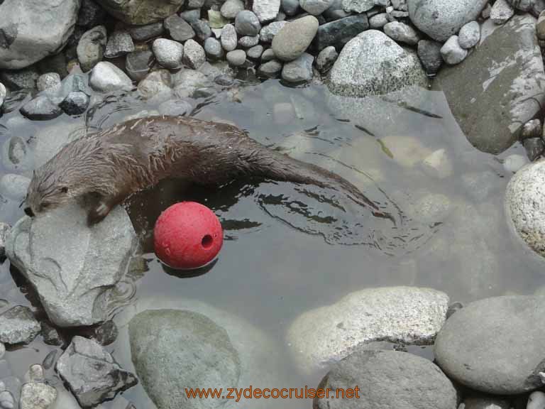 017: Alaska Zoo - Anchorage - Otter