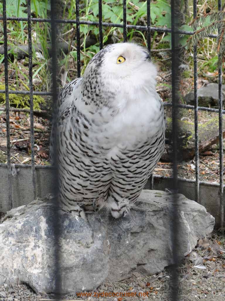 023: Alaska Zoo - Anchorage - Snowy Owl