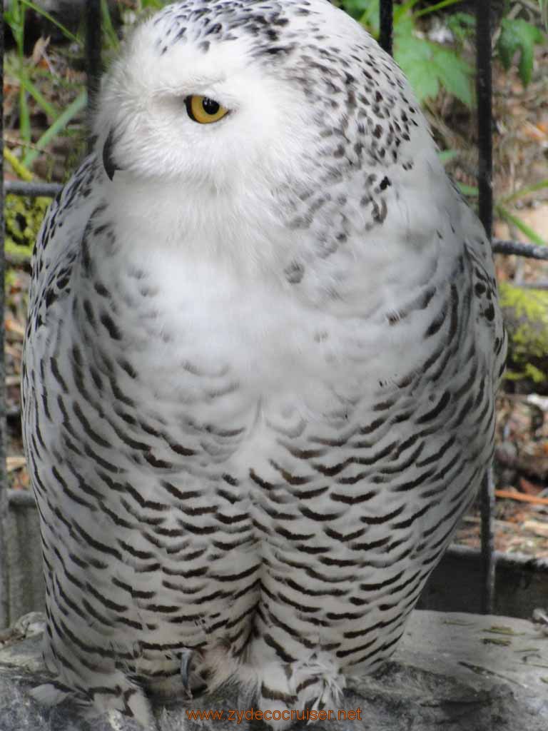 024: Alaska Zoo - Anchorage - Snowy Owl