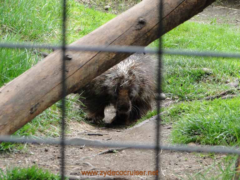 028: Alaska Zoo - Anchorage - Porcupine