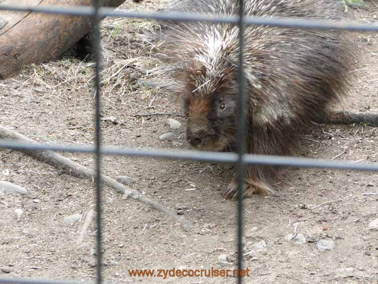 029: Alaska Zoo - Anchorage - Porcupine