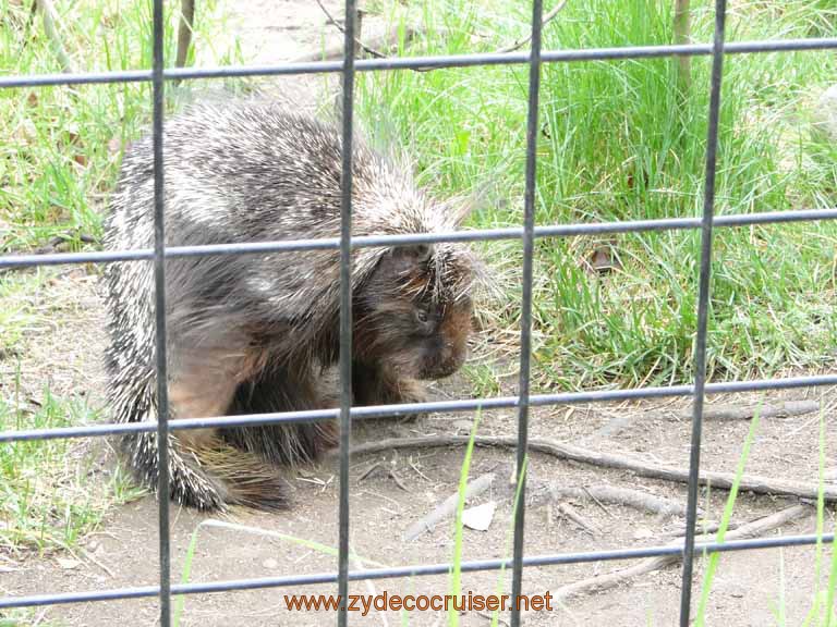 031: Alaska Zoo - Anchorage - Porcupine