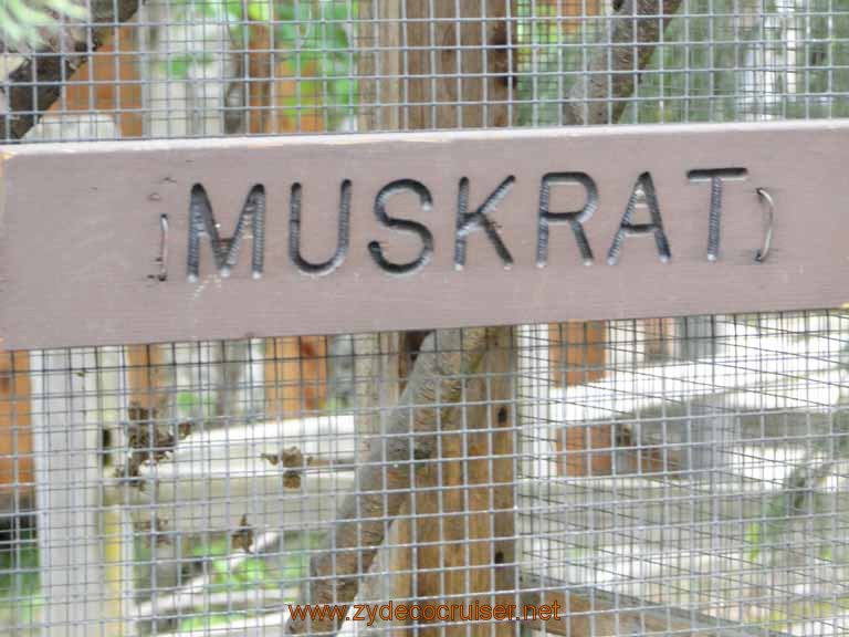 033: Alaska Zoo - Anchorage - Muskrat
