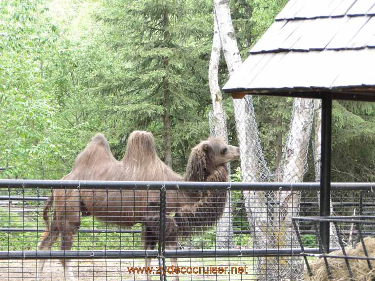 035: Alaska Zoo - Anchorage - Bactrian Camel