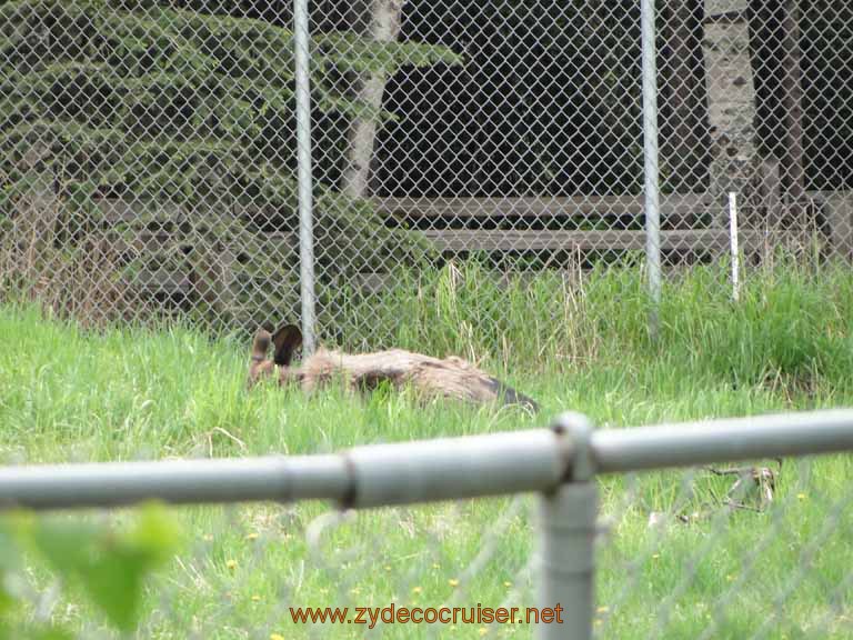 039: Alaska Zoo - Anchorage - Moose Ears