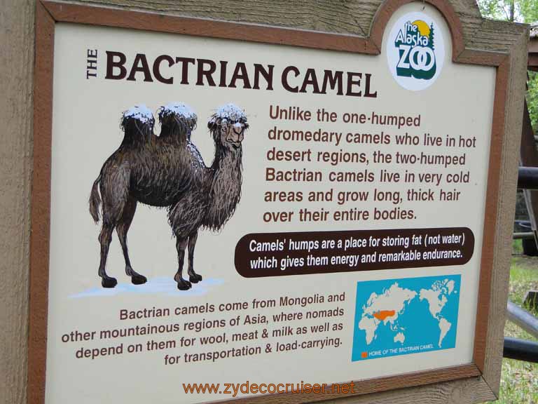 046: Alaska Zoo - Anchorage - Bactrian Camel