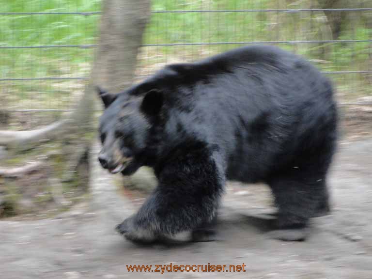 052: Alaska Zoo - Anchorage - Black Bear