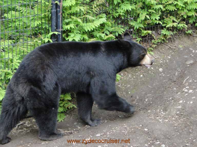 055: Alaska Zoo - Anchorage - Black Bear