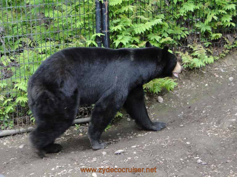 056: Alaska Zoo - Anchorage - Black Bear
