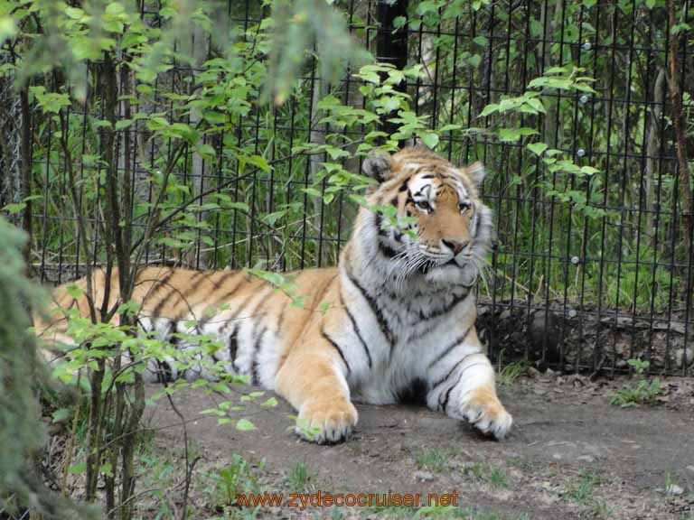 058: Alaska Zoo - Anchorage - Tiger