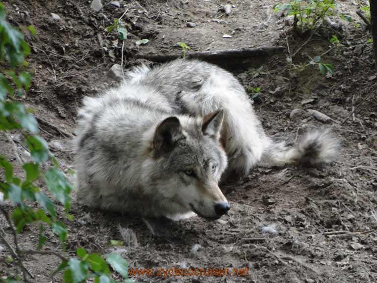 059: Alaska Zoo - Anchorage - Wolf