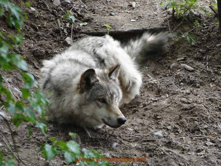060: Alaska Zoo - Anchorage - Wolf