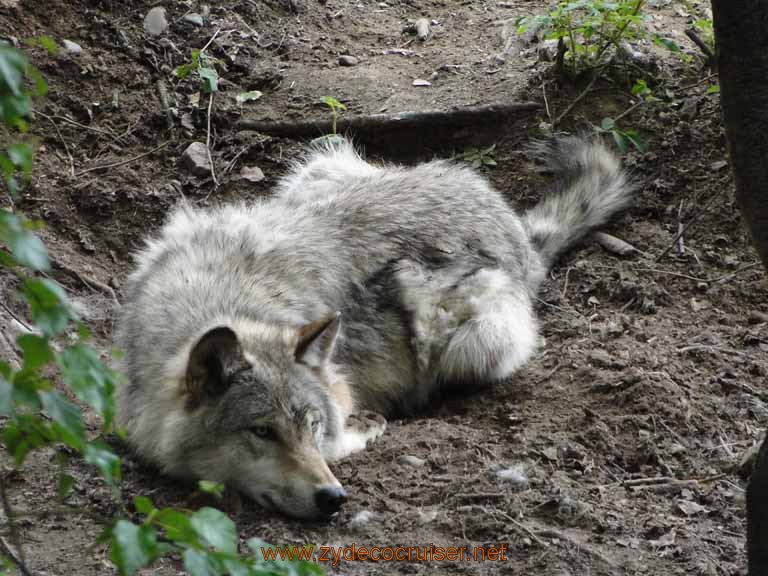 061: Alaska Zoo - Anchorage - Wolf