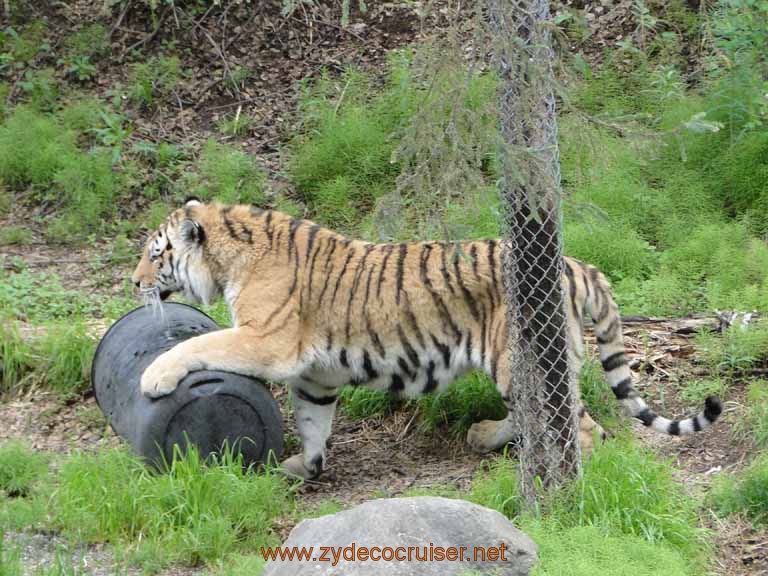 063: Alaska Zoo - Anchorage - Tiger