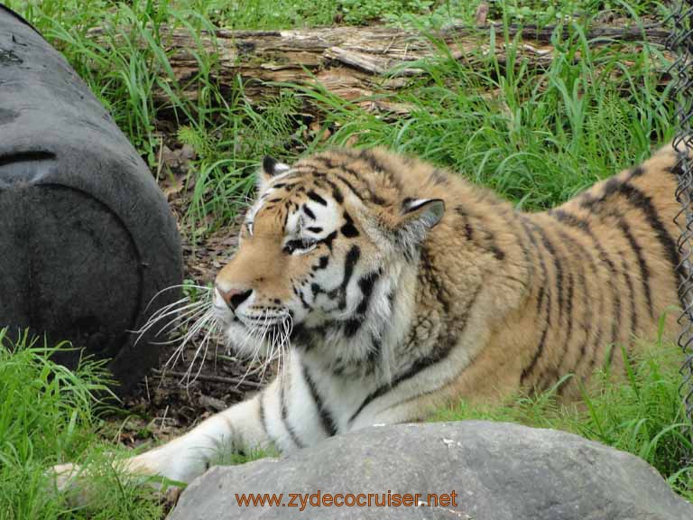 064: Alaska Zoo - Anchorage - Tiger