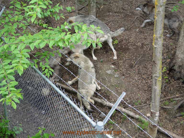 065: Alaska Zoo - Anchorage - Wolves