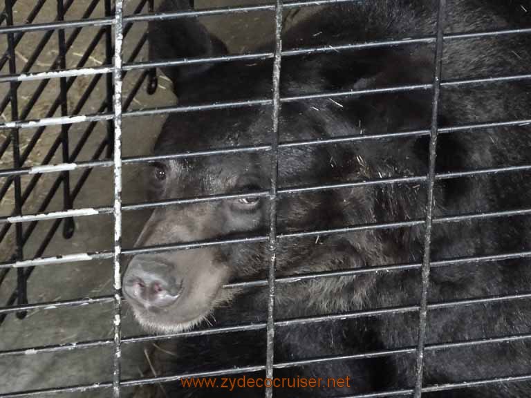 070: Alaska Zoo - Anchorage - Bear Cub