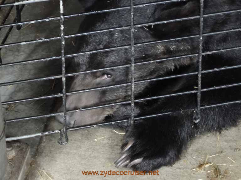 071: Alaska Zoo - Anchorage - Bear Cub