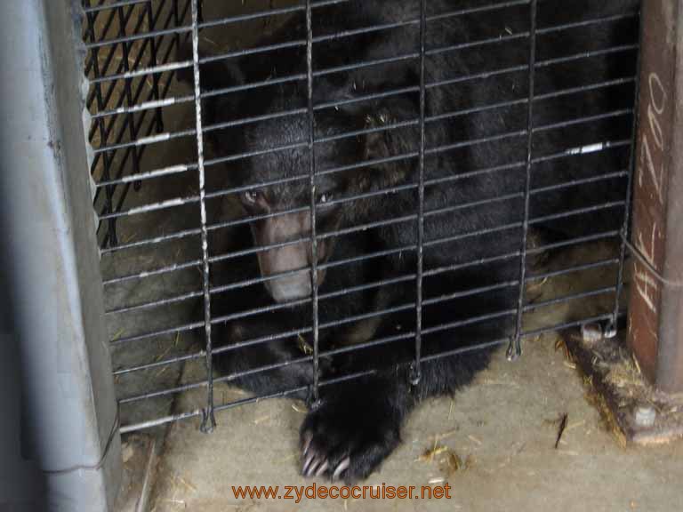 072: Alaska Zoo - Anchorage - Bear Cub
