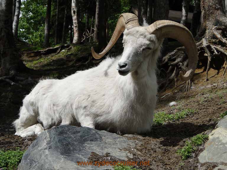 074: Alaska Zoo - Anchorage - Dall's Sheep