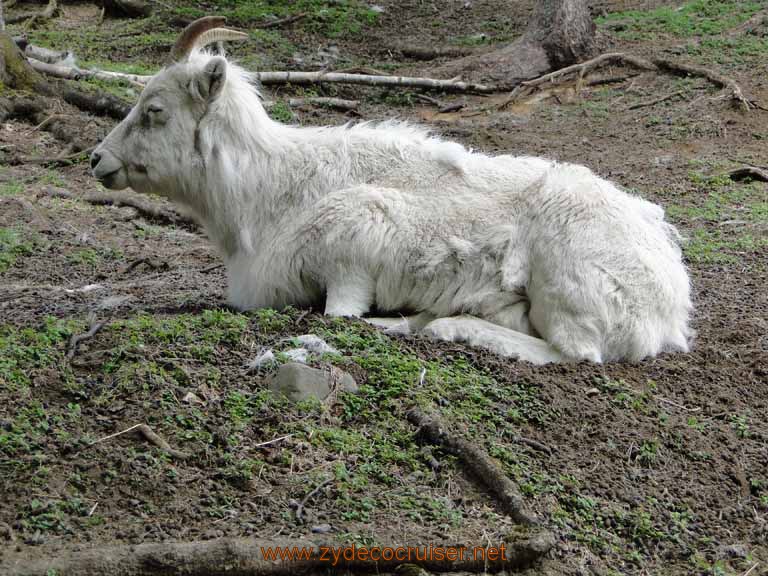 075: Alaska Zoo - Anchorage - Dall's Sheep