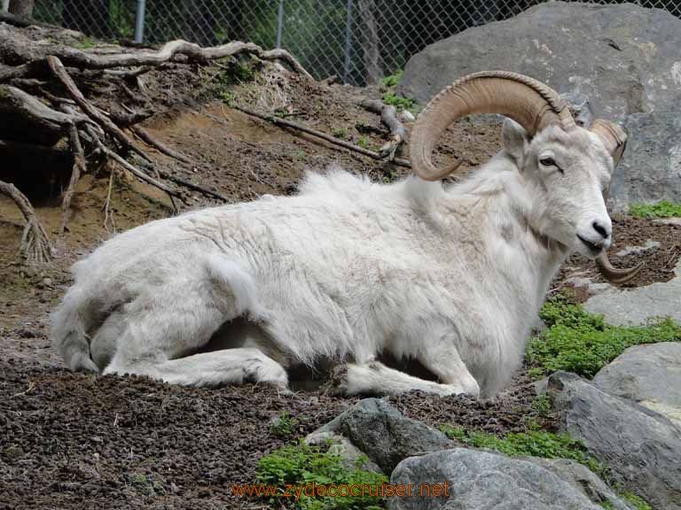076: Alaska Zoo - Anchorage - Dall's Sheep