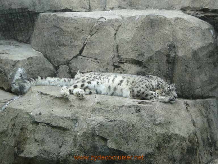 078: Alaska Zoo - Anchorage - Snow Leopard