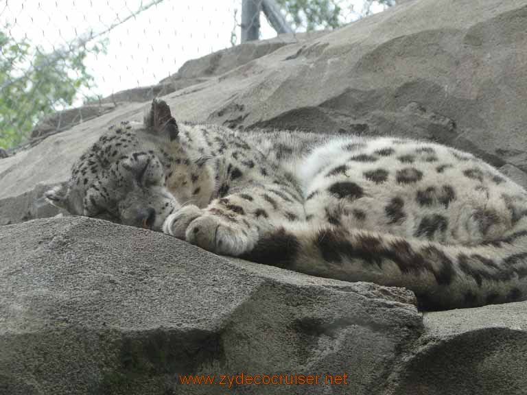 079: Alaska Zoo - Anchorage - Snow Leopard