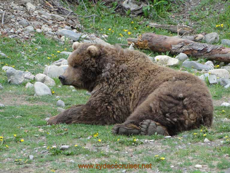 080: Alaska Zoo - Anchorage - Brown Bear