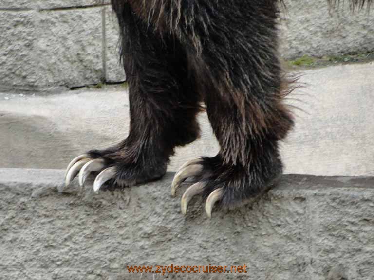 081: Alaska Zoo - Anchorage - Brown Bear