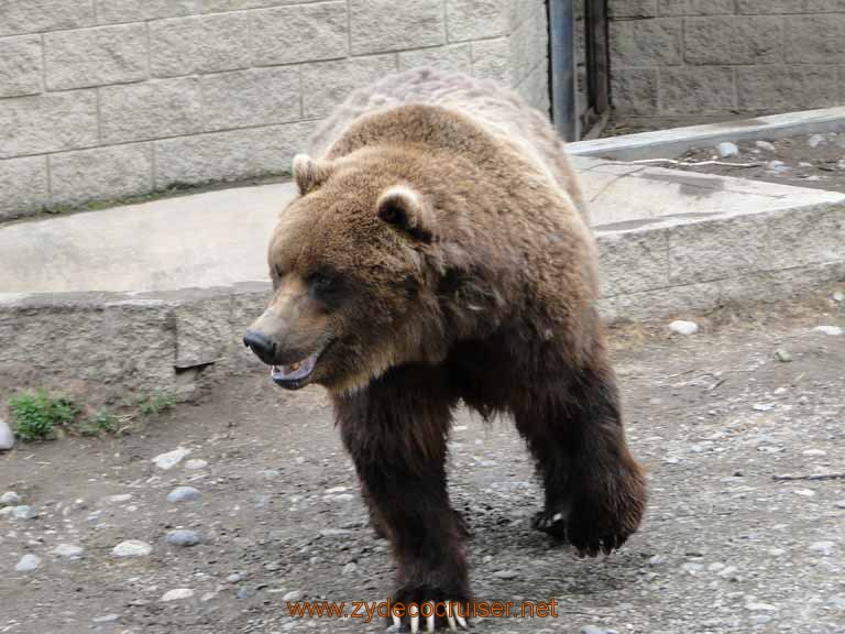 082: Alaska Zoo - Anchorage - Brown Bear 