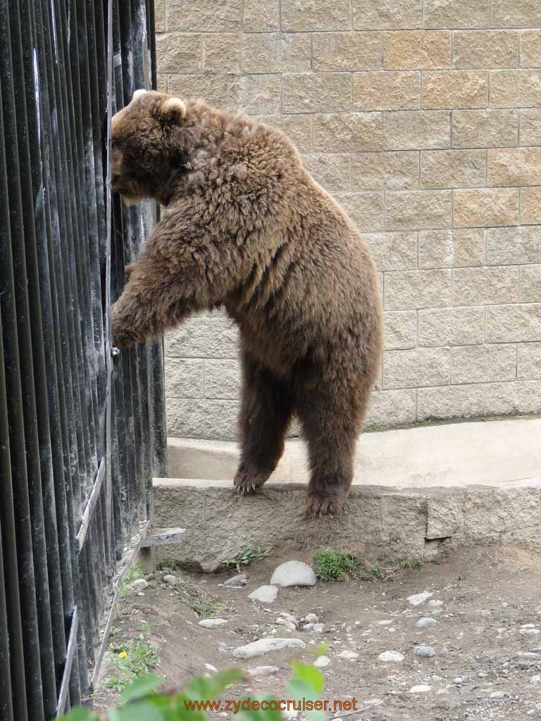 084: Alaska Zoo - Anchorage - Brown Bear