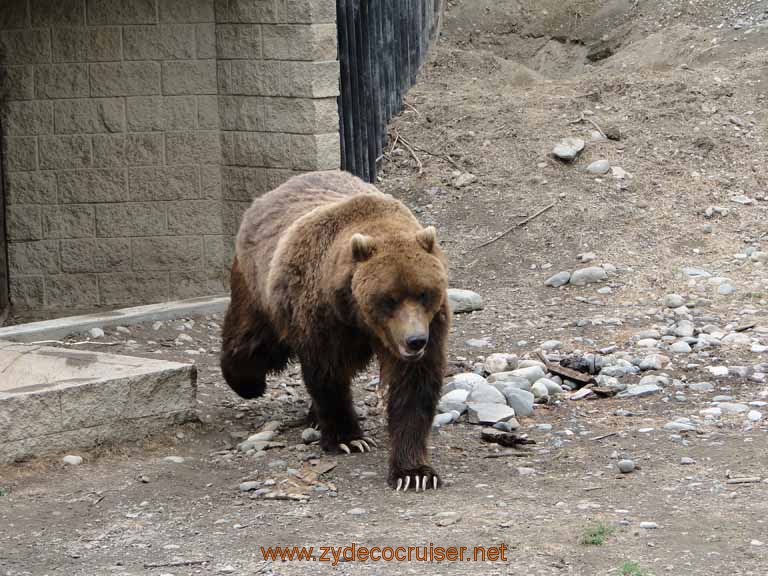 085: Alaska Zoo - Anchorage - Brown Bear