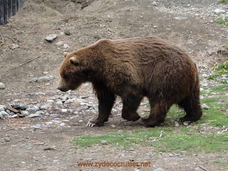 086: Alaska Zoo - Anchorage - Brown Bear