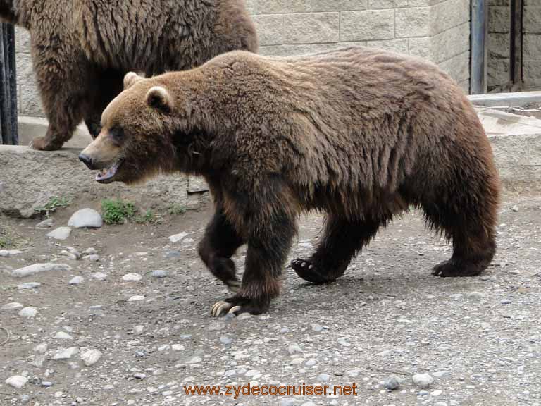087: Alaska Zoo - Anchorage - Brown Bear