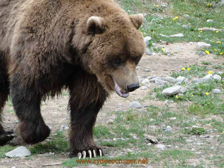 088: Alaska Zoo - Anchorage - Brown Bear