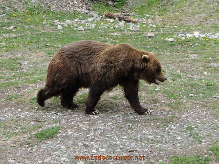 089: Alaska Zoo - Anchorage - Brown Bear