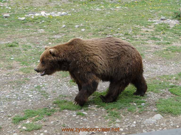 090: Alaska Zoo - Anchorage - Brown Bear