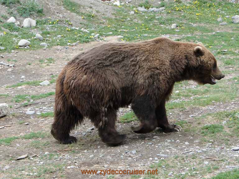 092: Alaska Zoo - Anchorage - Brown Bear