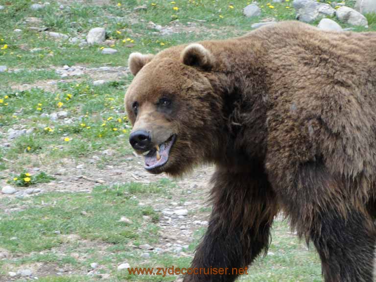 093: Alaska Zoo - Anchorage - Brown Bear