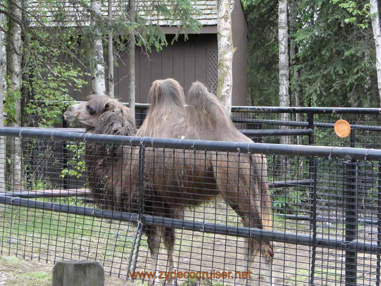 094: Alaska Zoo - Anchorage - Camel - 2 Humper
