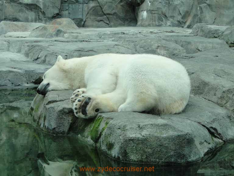 097: Alaska Zoo - Anchorage - Polar Bear