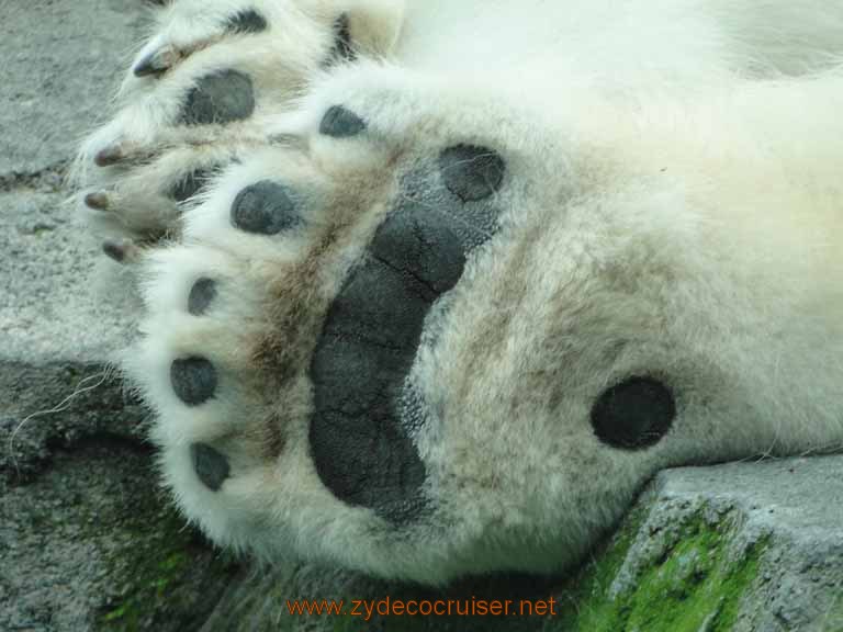 098: Alaska Zoo - Anchorage - Polar BearPaw