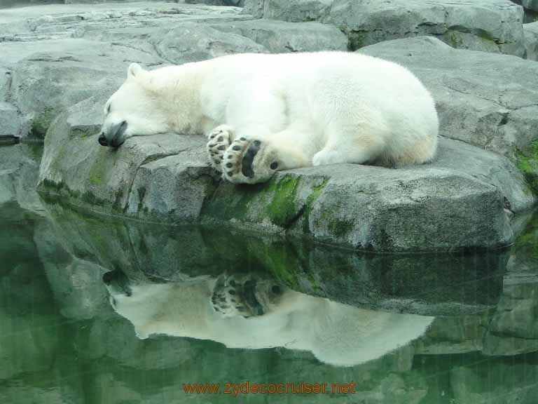 099: Alaska Zoo - Anchorage - Polar Bear