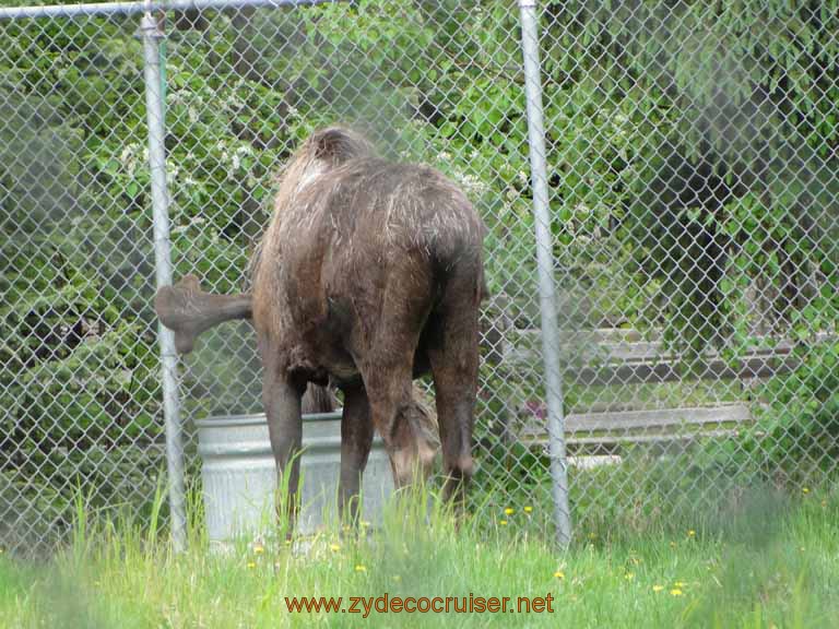 100: Alaska Zoo - Anchorage - Moose