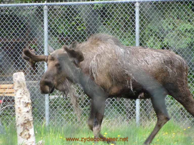 101: Alaska Zoo - Anchorage - Moose